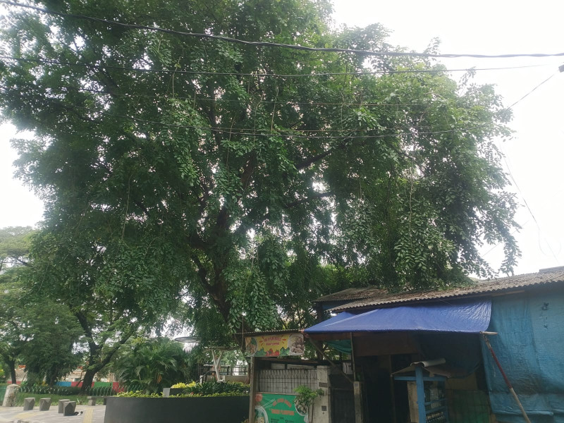 Warga Rawa Badak Utara Resah, Pohon Besar Nyaris Tutupi Rumah