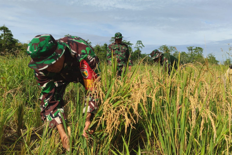Program Ketahanan Pangan, Kodim 1710/Mimika Panen Padi Perdana
