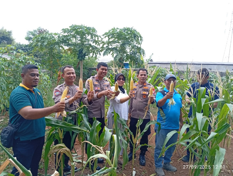 Panen Raya Jagung Serentak Kuartal lll, Polsek Kelapa Gading Ikut Sukseskan Gerakan Pangan Nasional