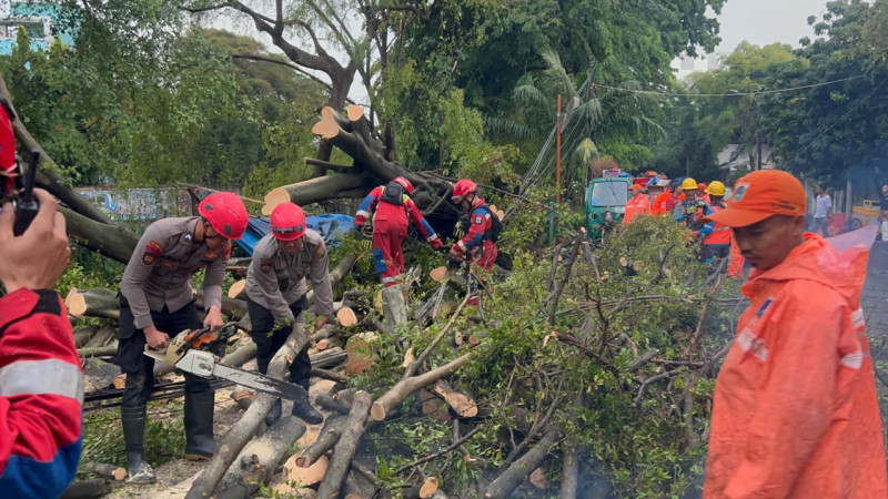 Tim Sar Ditsamapta Patroli Jaga Jakarta Tangani Pohon Tumbang di Jakarta Pusat