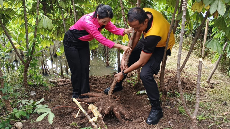 Dukung Ketahanan Pangan, Polsek Metro Penjaringan Panen Raya Singkong di Kapuk Muara