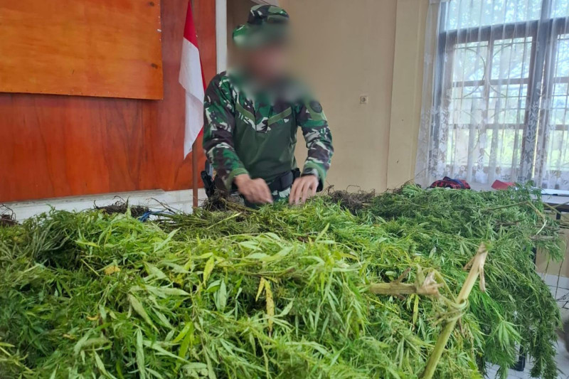 Satgas Swasembada Berhasil Ungkap Ladang Ganja di Pegunungan Bintang, Puluhan Tanaman Siap Panen Diamankan