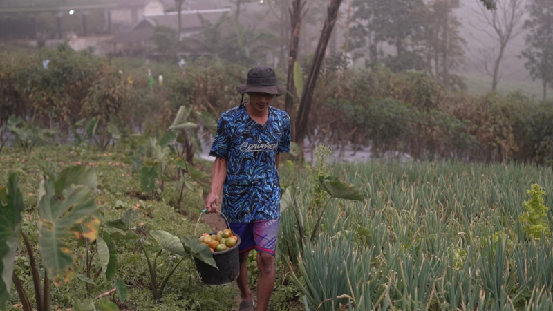 Kisah Petani Sayuran di Lereng Merapi: Penghasilan Melonjak Berkat Program MBG