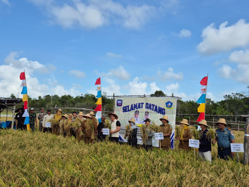 Lanal Bintan Dukung Ketahanan Pangan Melalui Kegiatan Panen Perdana Padi Gogo, Perkuat Sinergi TNI–Masyarakat