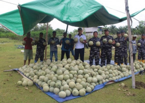Sinergi TNI AL dan Petani, Danlanal Bengkulu Pimpin Giat Penanaman dan Panen di Lahan Ketahanan Pangan