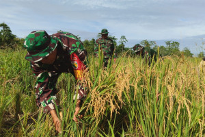 Program Ketahanan Pangan, Kodim 1710/Mimika Panen Padi Perdana