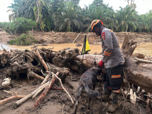 Tim K9 Ditpolsatwa Baharkam Polri Bantu Pencarian Korban Bencana di Bantaran Sungai Huta Raja