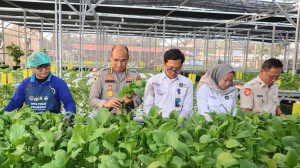 Greenhouse SPPG Palmerah Panen Sawi dan Nila untuk Menu Bergizi 2.529 Penerima Manfaat