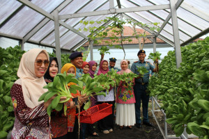 Panen Raya Hidroponik Lanal Bengkulu, Inovasi Untuk Ketahanan Pangan Lokal