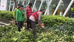 Gerak Cepat Ditsamapta Tangani Pohon Tumbang di Halte MRT Setiabudi Astra