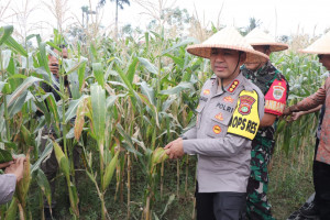 Panen Raya Jagung Serentak Kuartal lll Digelar di Kota Tangerang: Wujud Komitmen Polri Dukung Ketahanan Pangan Nasional