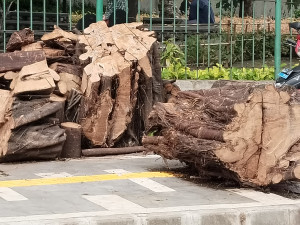 Potongan Kayu Berserakan di Jalan Sunter ll, Warga Minta Petugas Segera Bertindak