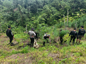 Operasi Gabungan Polda Sumsel Bongkar Ladang Ganja 20 Hektar di Empat Lawang, 220 Kg Ganja dan Bandar Utama Ditangkap