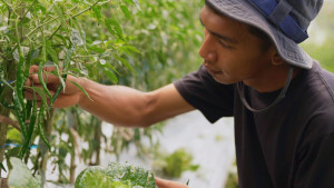Harga Sayur Lebih Stabil Setelah Ada MBG, Petani Boyolali Harap Program Terus Berlanjut